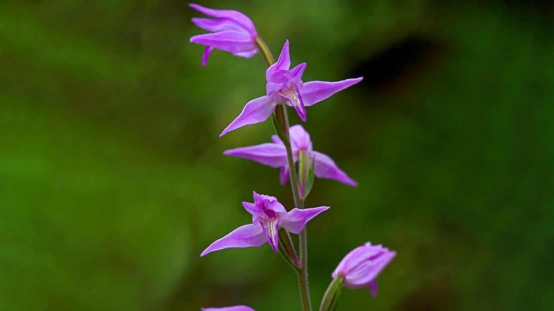Close up of Red Helleborine flowers