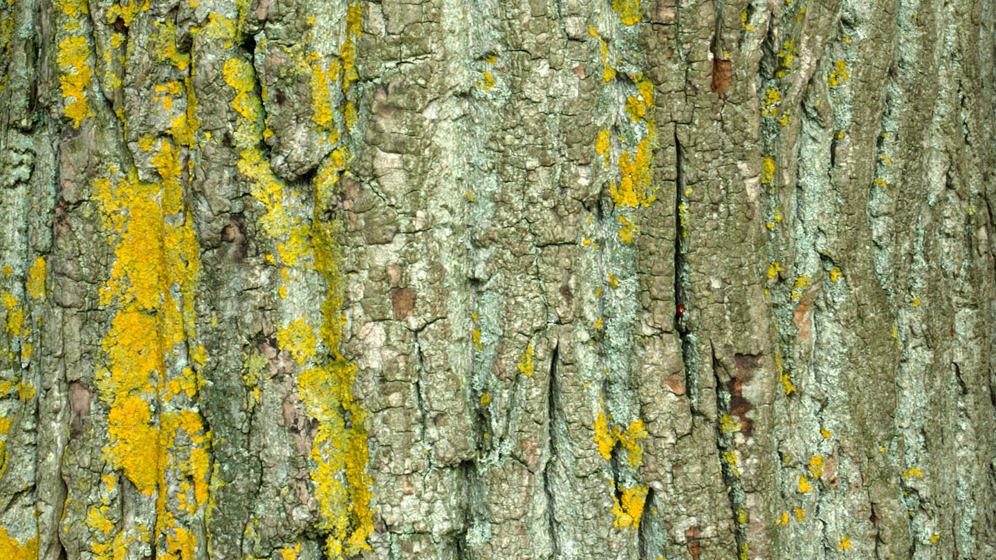 Black Poplar Populus Nigra British Trees Woodland Trust