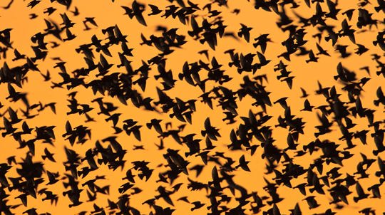 Silhouettes of lots of flying starlings against an orange sky