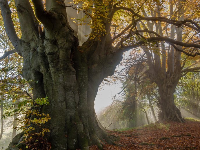 Umbraco.Cms.Infrastructure.PublishedCache.Property