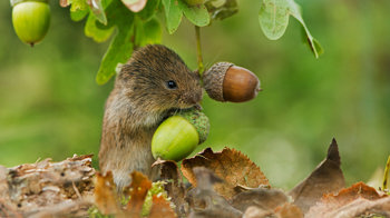 Field vole holding on to acorns attached to an oak tree Field vole holding on to acorns attached to an oak tree