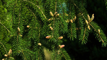 Norway spruce in flower Norway spruce in flower
