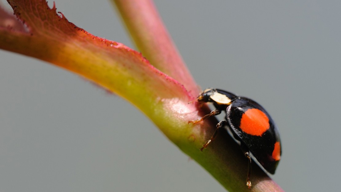 Harlequin ladybird
