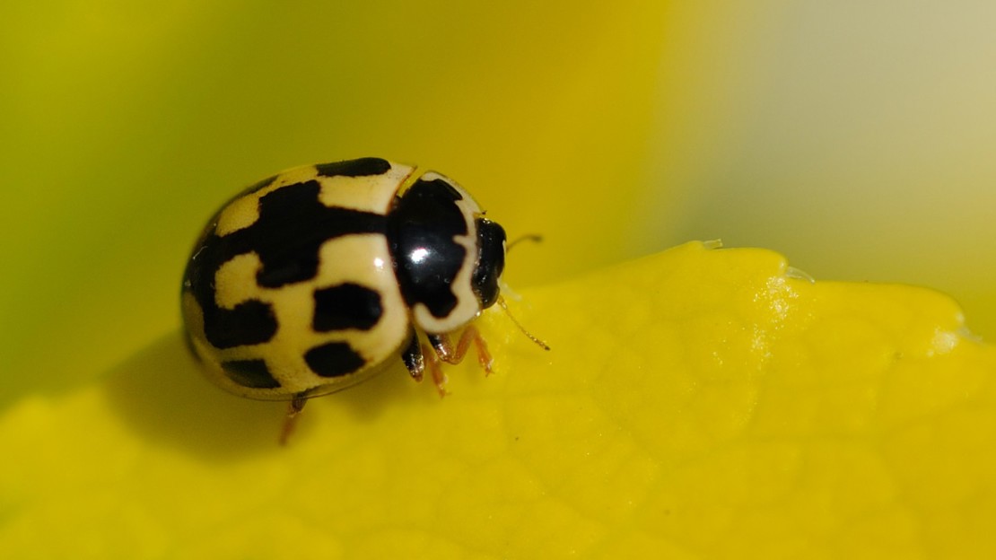 14-spot ladybird