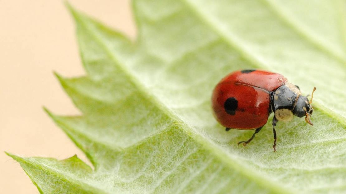 2-spot ladybird on nettle leaf
