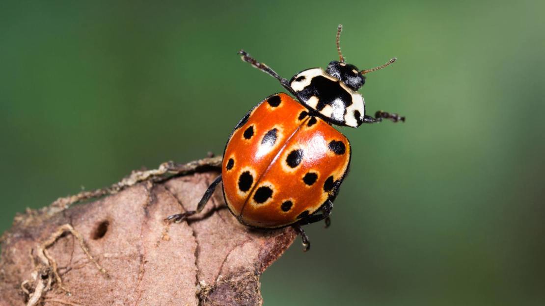 Eyed ladybird on leaf