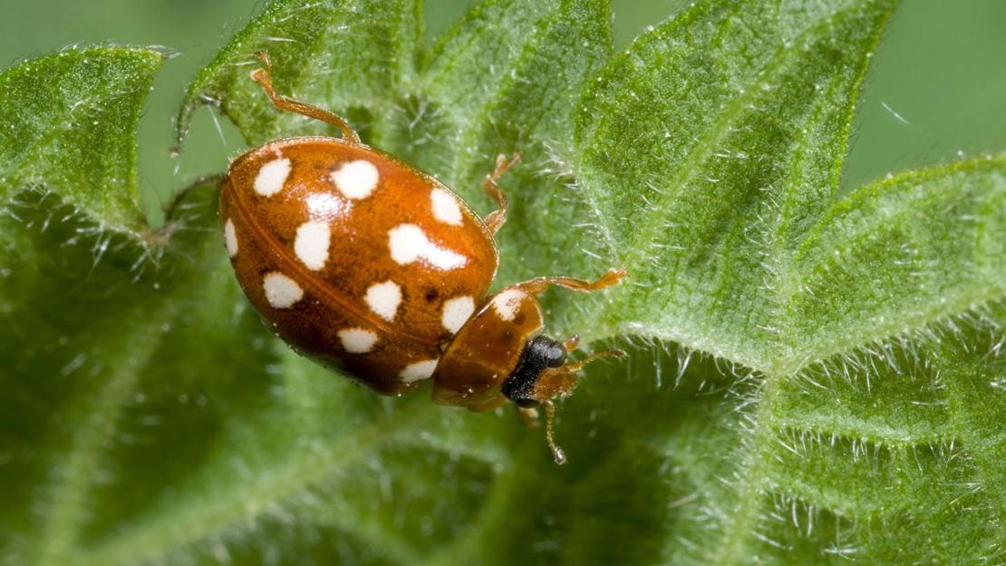 Cream spot ladybird on nettle leaf