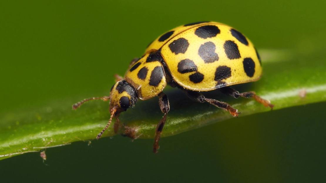 22-spot ladybird