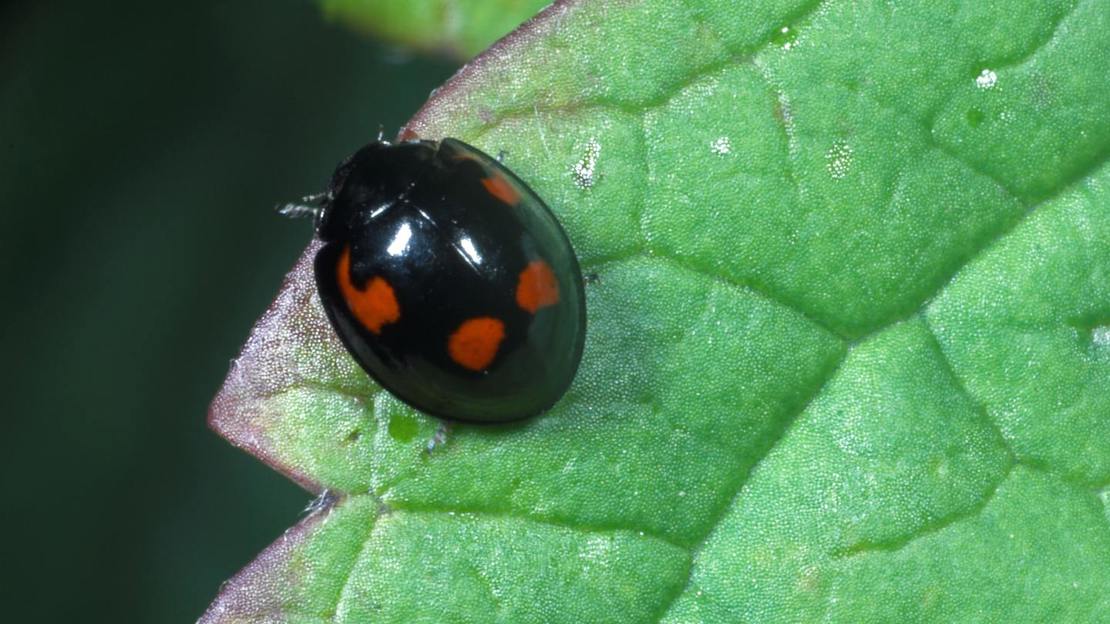 Pine ladybird
