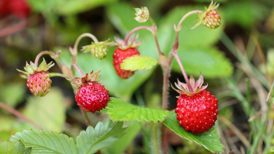 Wild Strawberry
