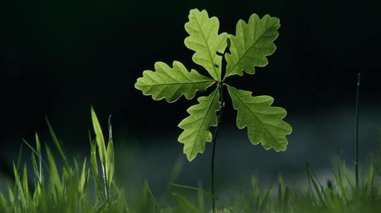 English oak seedling sprouting from the woodland floor