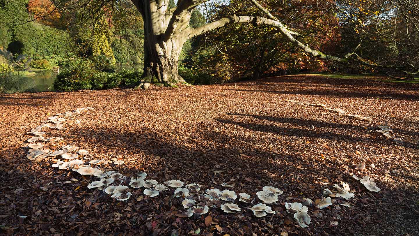 Why you should never step in a fairy circle…, fairy caught on camera