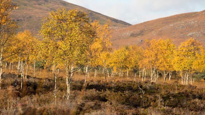Autumnal birch trees in Ullapool