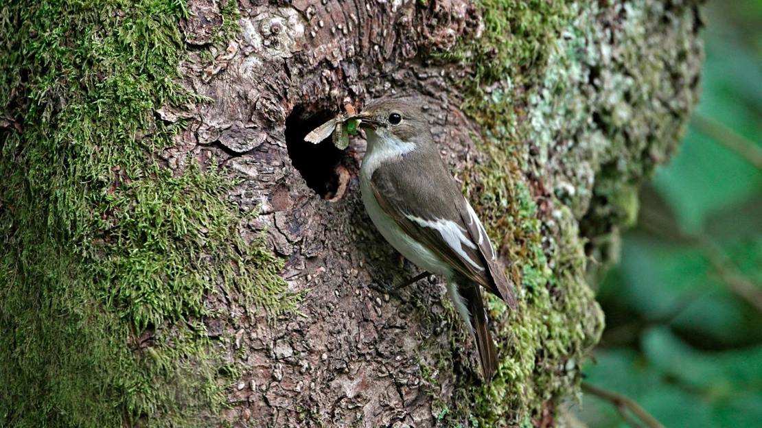 Female pied flycatcher at nest hole in tree with prey in beak