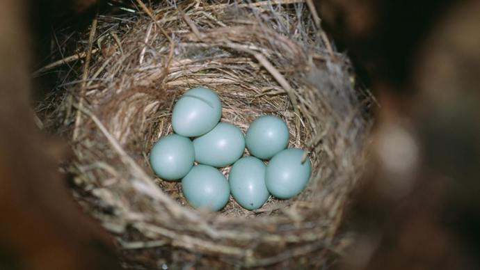 Pied flycatcher nest containing seven light blue eggs