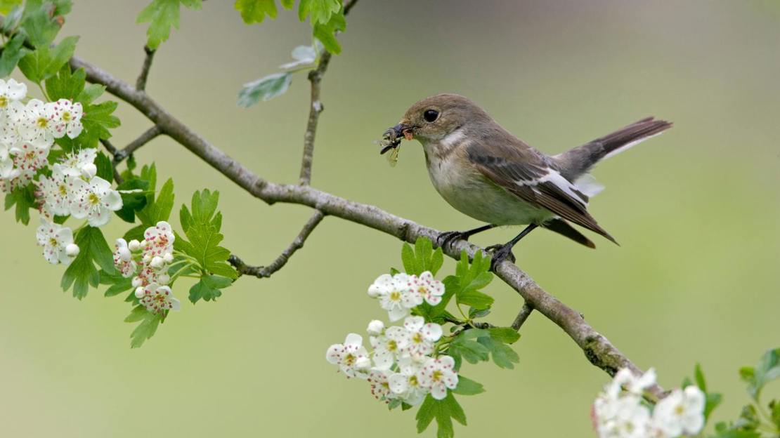 Female pied flycatcher perched on hawthorn with prey in beak