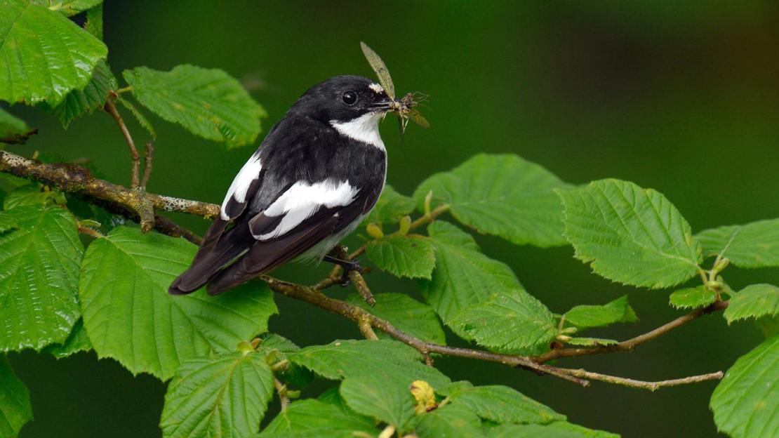 Male pied flycatcher on hazel branch with prey in beak