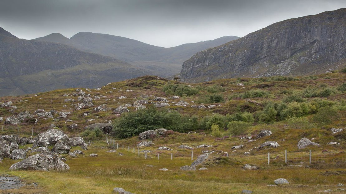Regenerating Native Woodland Isle Of Lewis