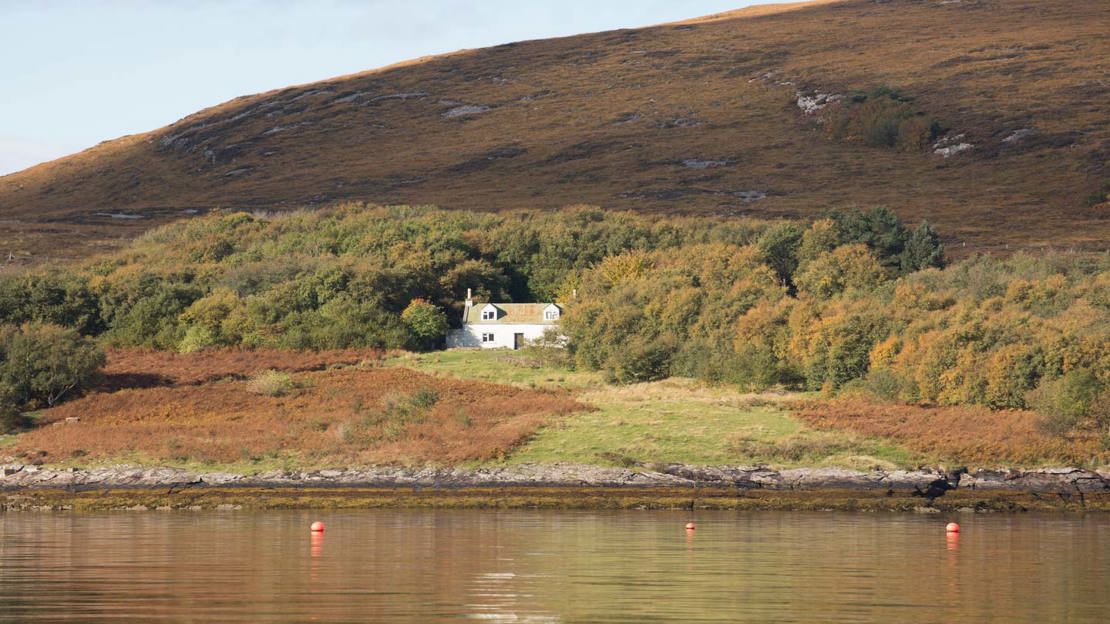 Trees On Isle Martin