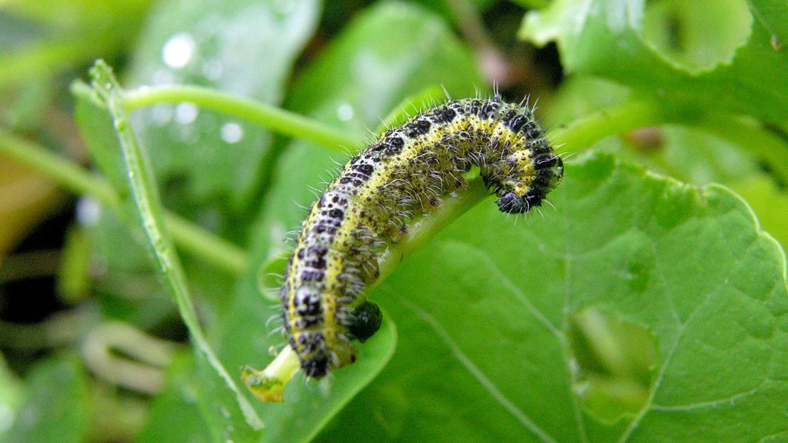Caterpillar on leaves