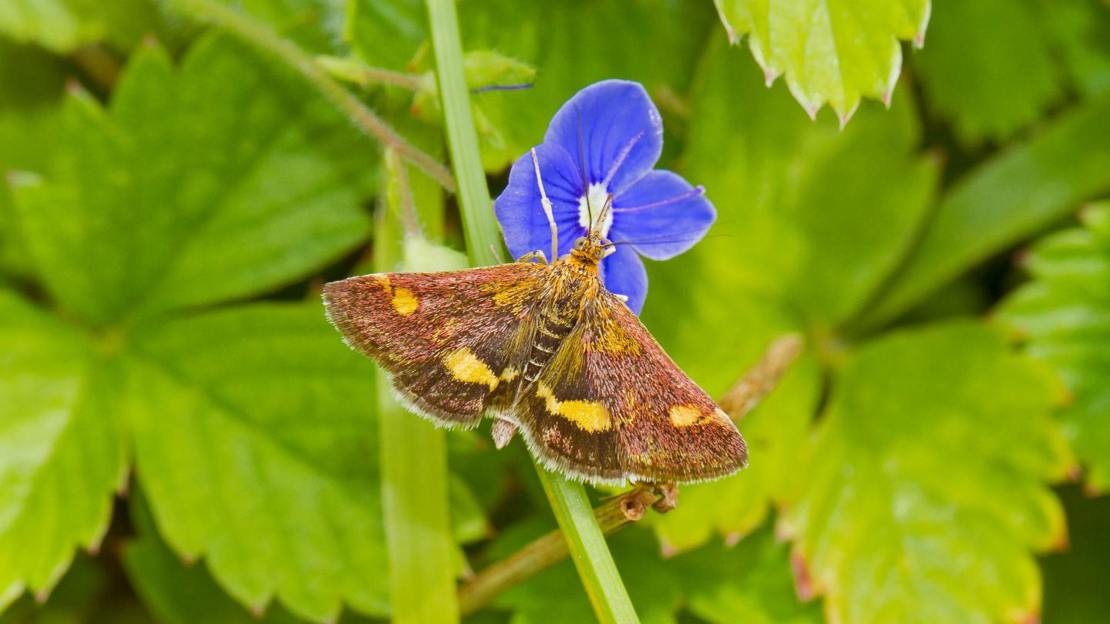 Mint moth on speedwell