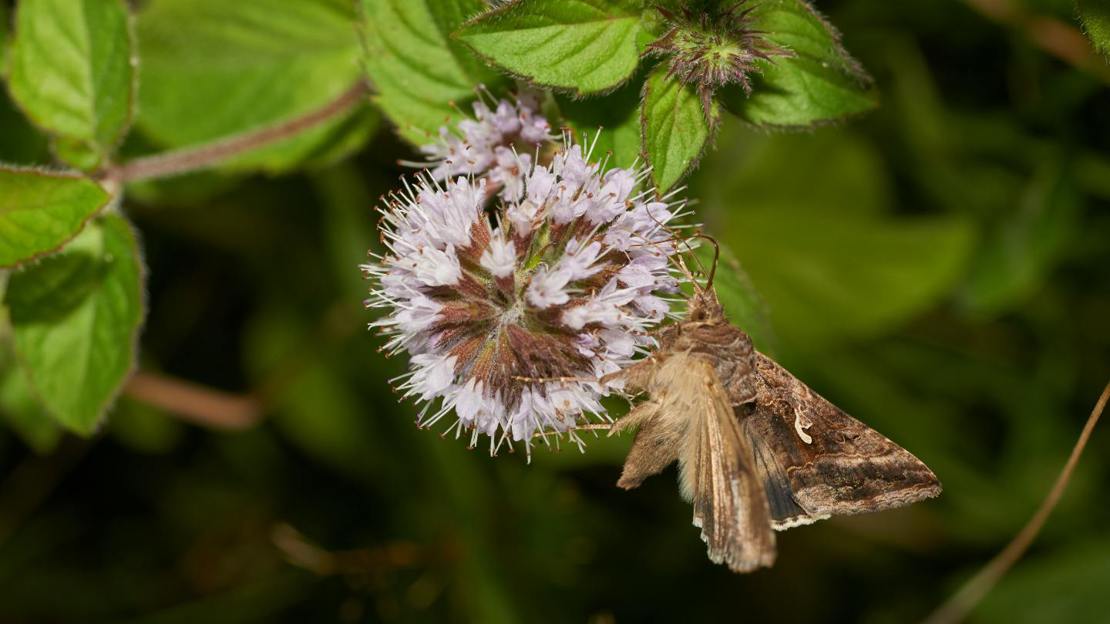 Silver Y moth on water mint