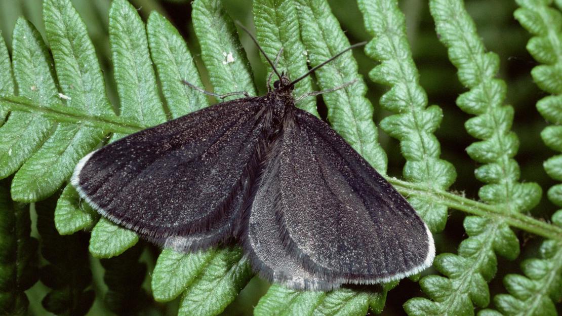 Chimney sweeper moth resting on bracken