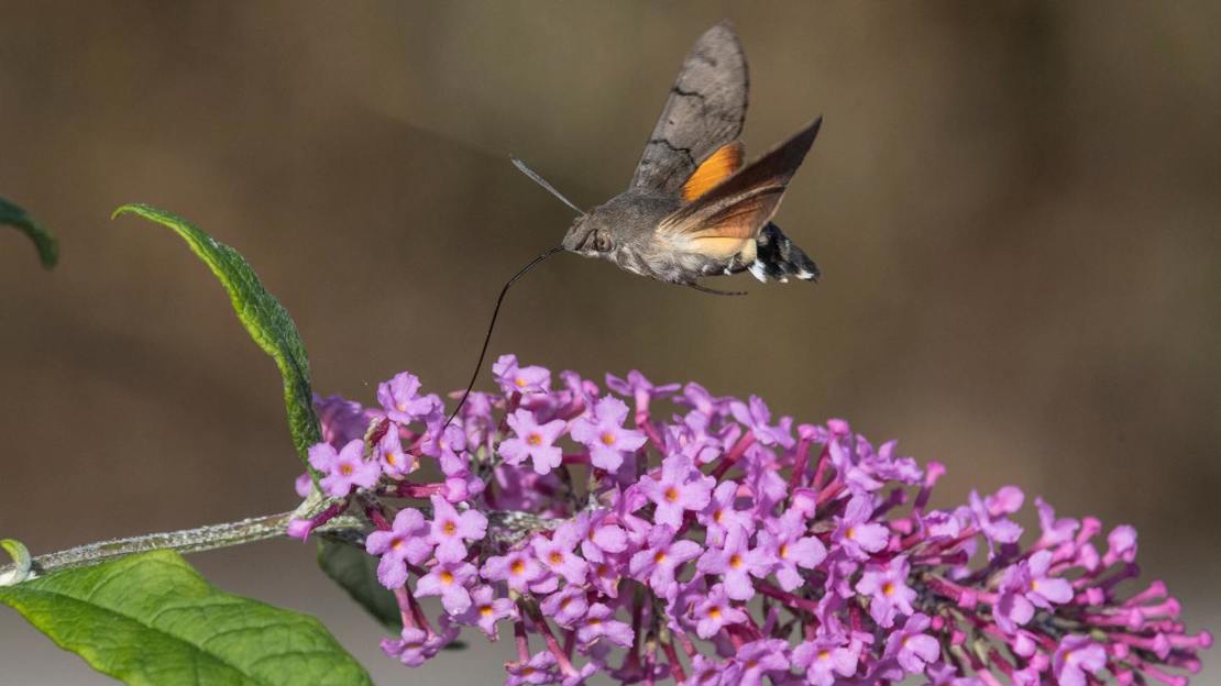 Hummingbird hawk-moth in flight feeding on buddleia
