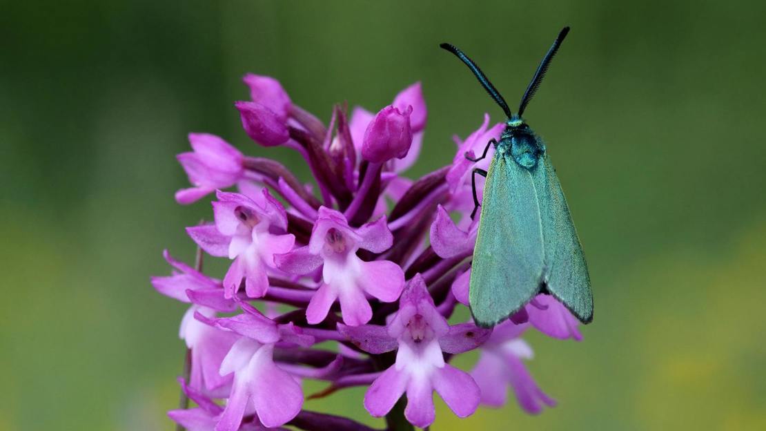 Forester moth on pyramidal orchid