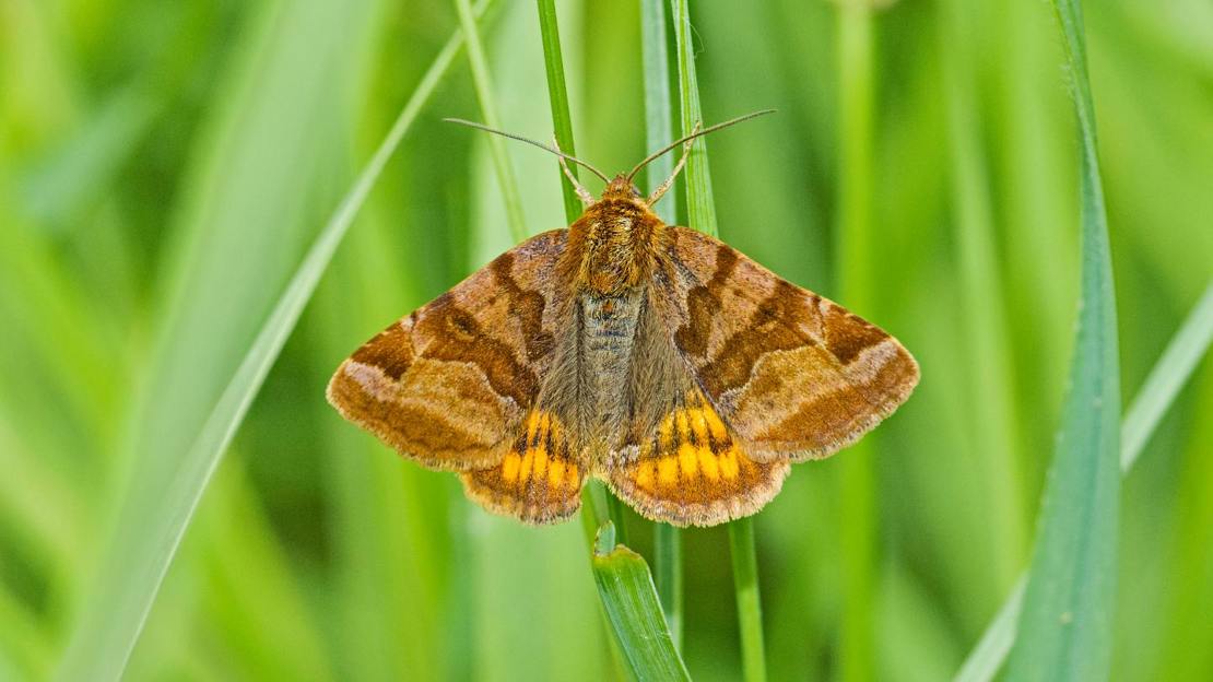 Burnet companion moth resting on grass