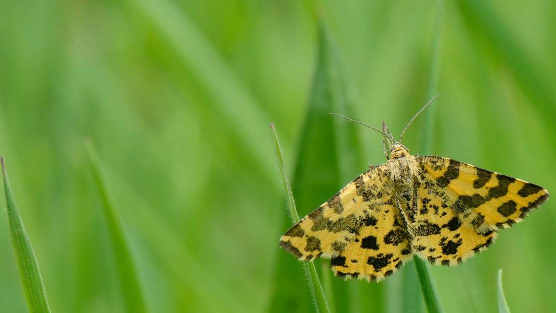 Speckled yellow moth resting on grass