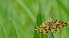 Speckled yellow moth resting on grass