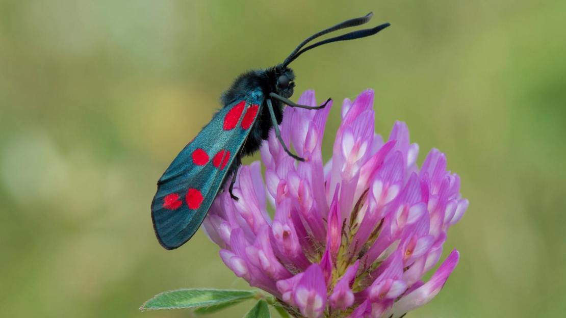 Six-spot burnet moth on clover