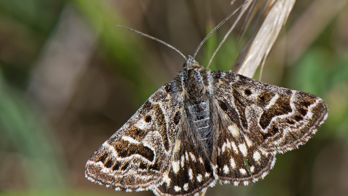 Mother Shipton moth resting on grass
