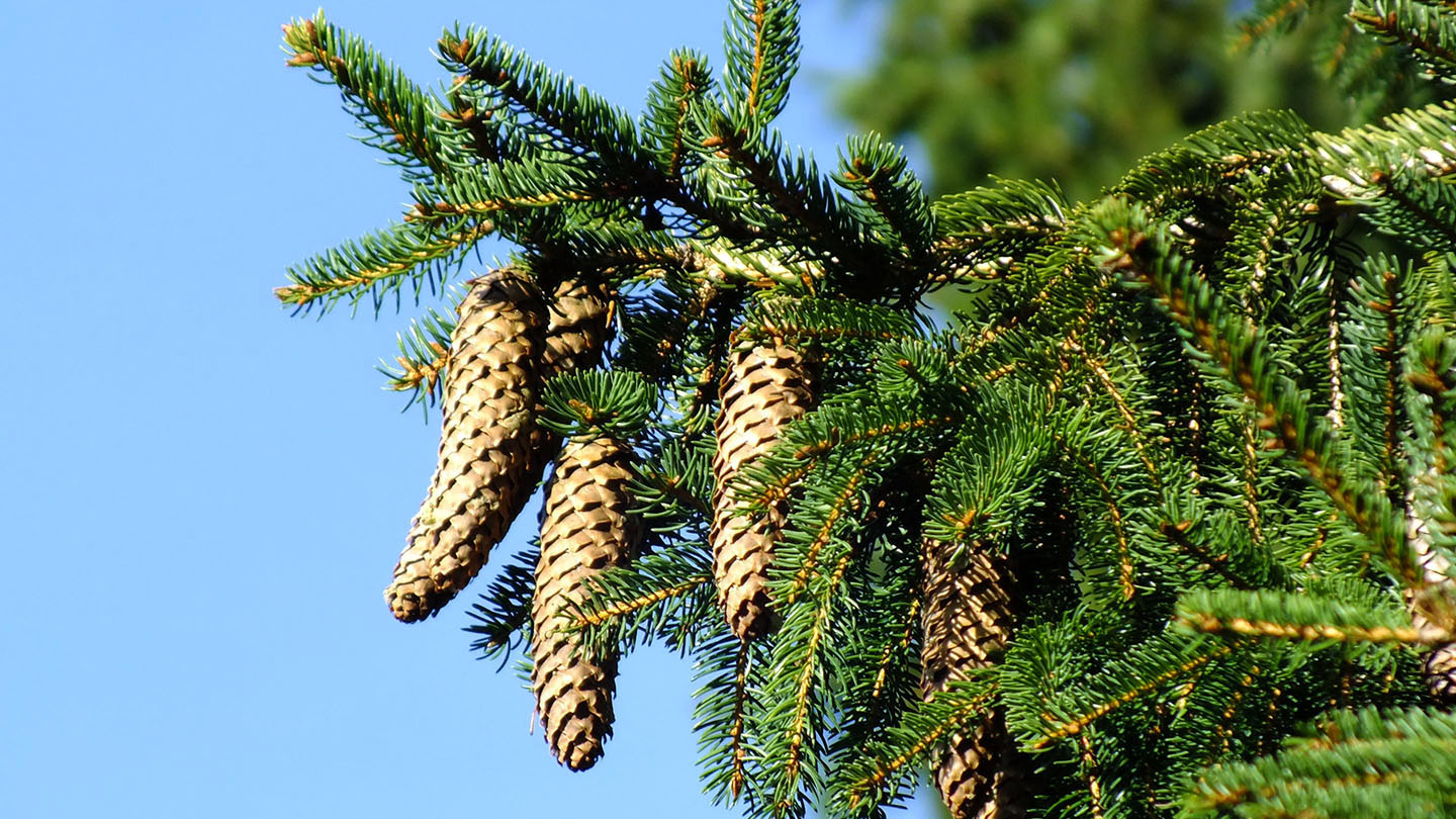 Norway Spruce (Picea abies) - British Trees - Woodland Trust