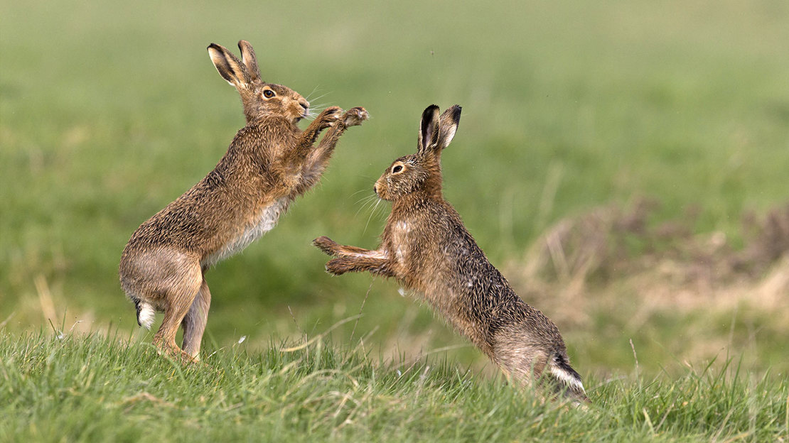Two hares in a field standing on hind legs with front legs outstretched towards each other