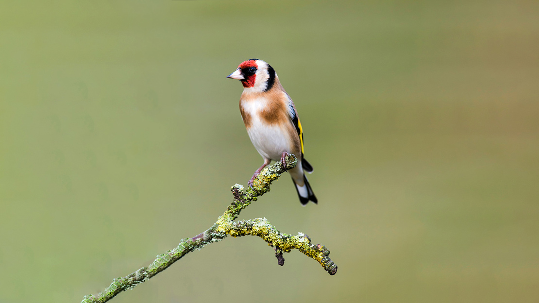 Goldfinch perched on a thin bare branch