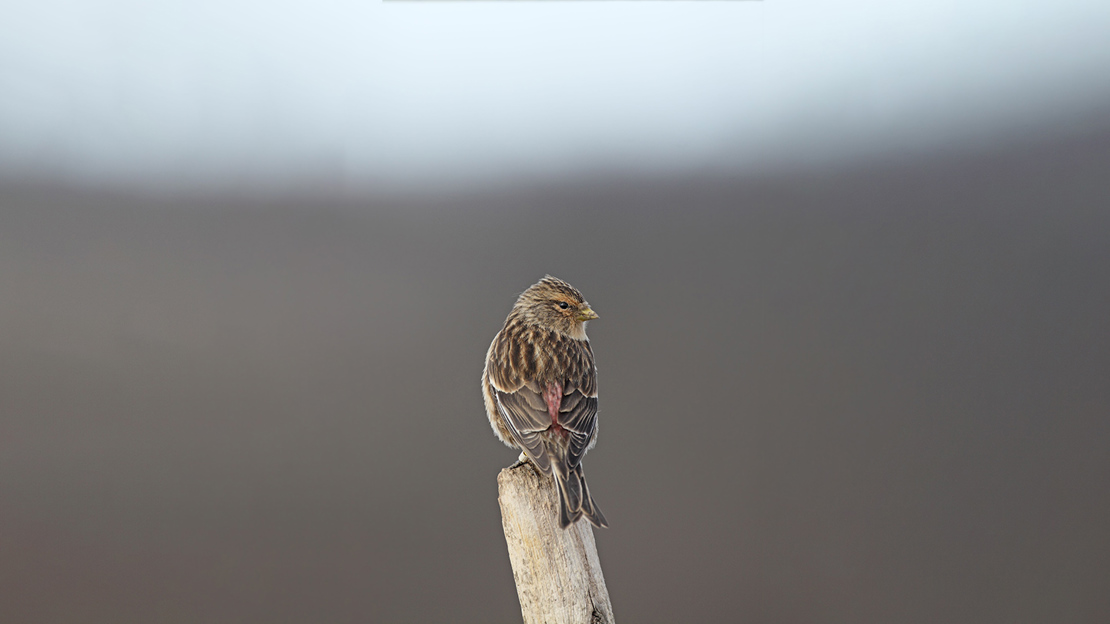 Rear view of a twite sitting on a wooden post