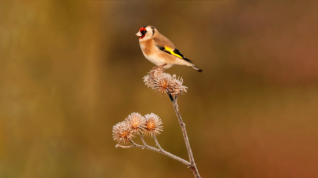 Goldfinch perched on frosty seed heads