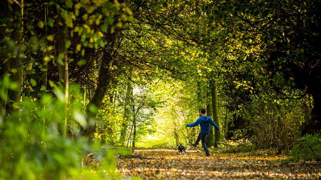Child walking dog, kicking fallen leaves