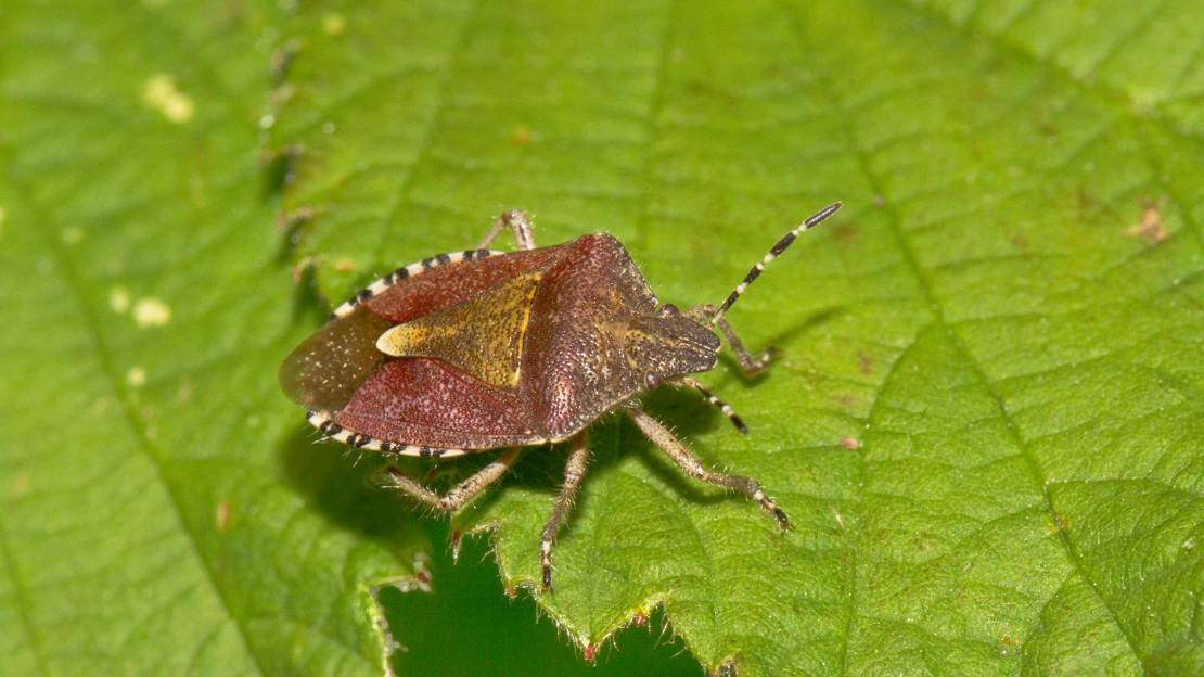 Sloe bug (hairy shieldbug) resting on leaf