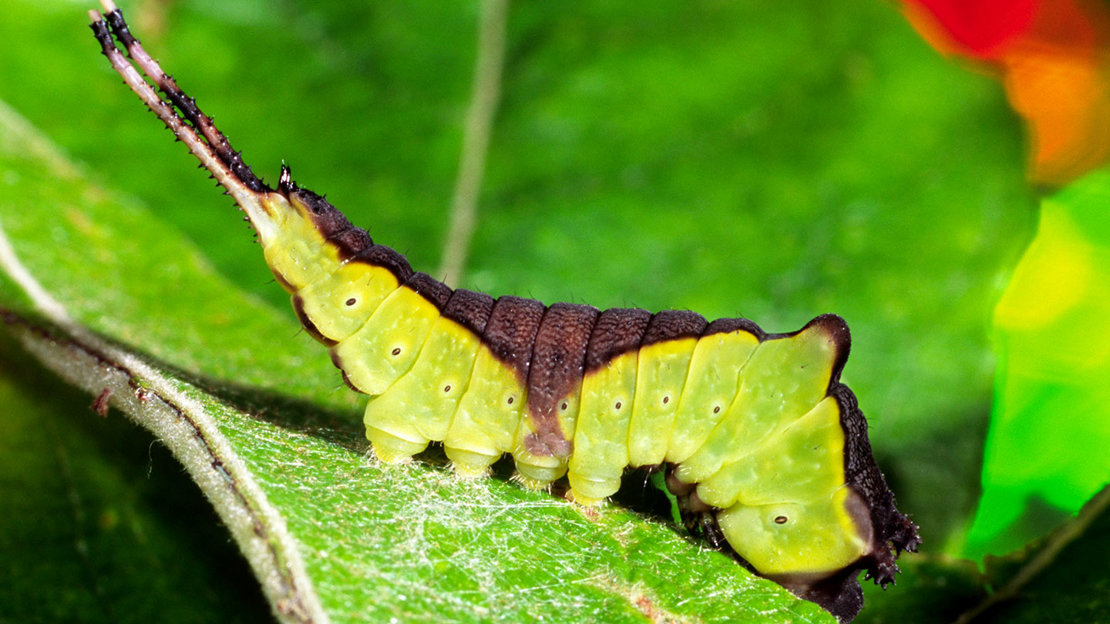 Puss moth larva feeding on leaf