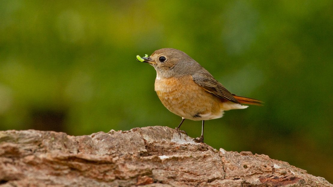 Female redstart with caterpillar