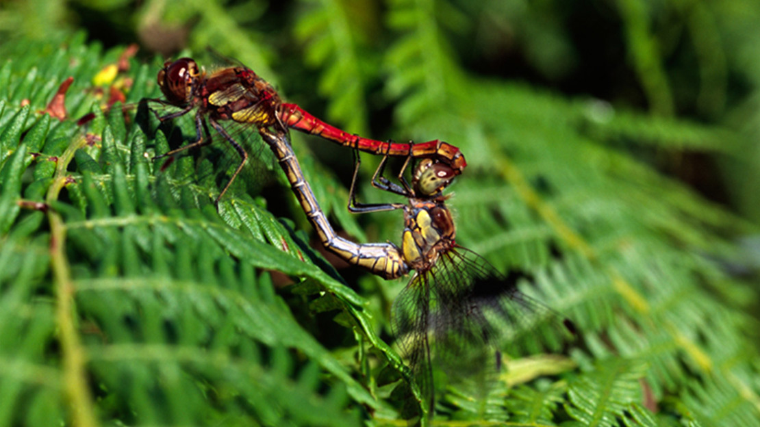 Mating Pair Of Common Darter Dragonflies