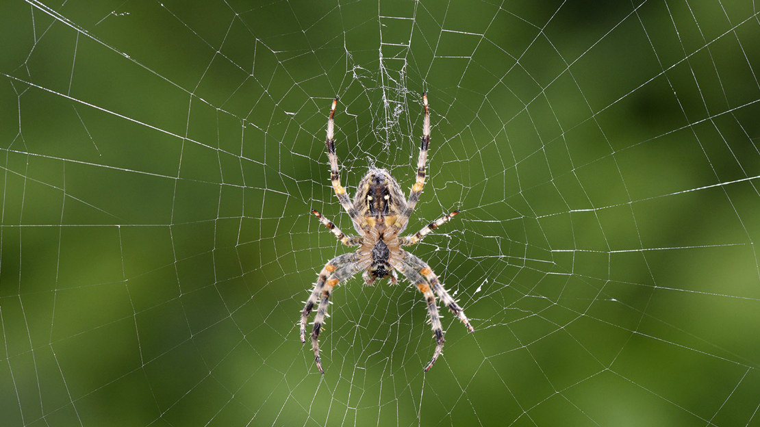 Spider resting on web against green background