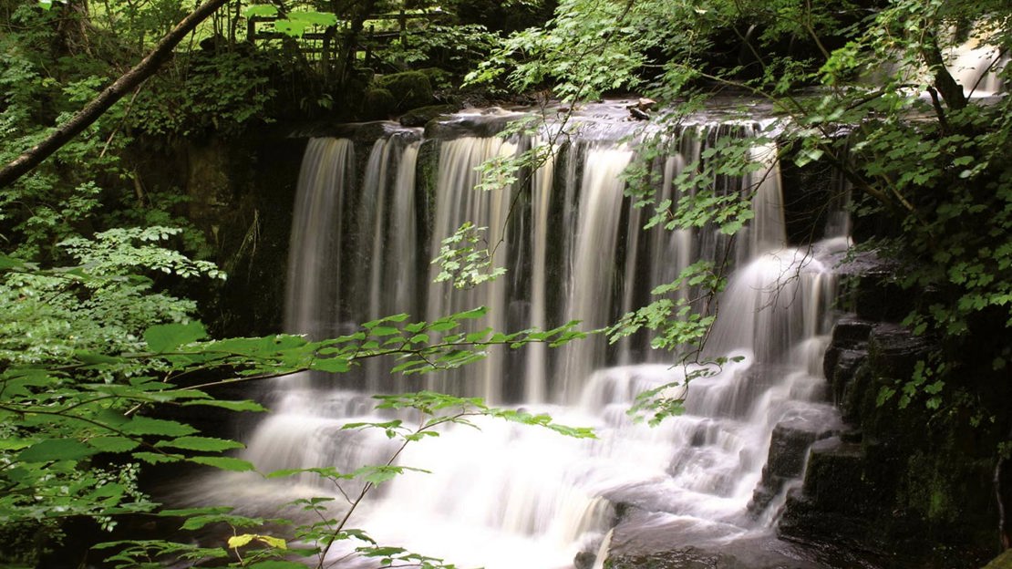 Close up of waterfall among trees