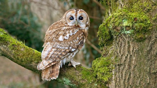 Tawny owl perched in tree