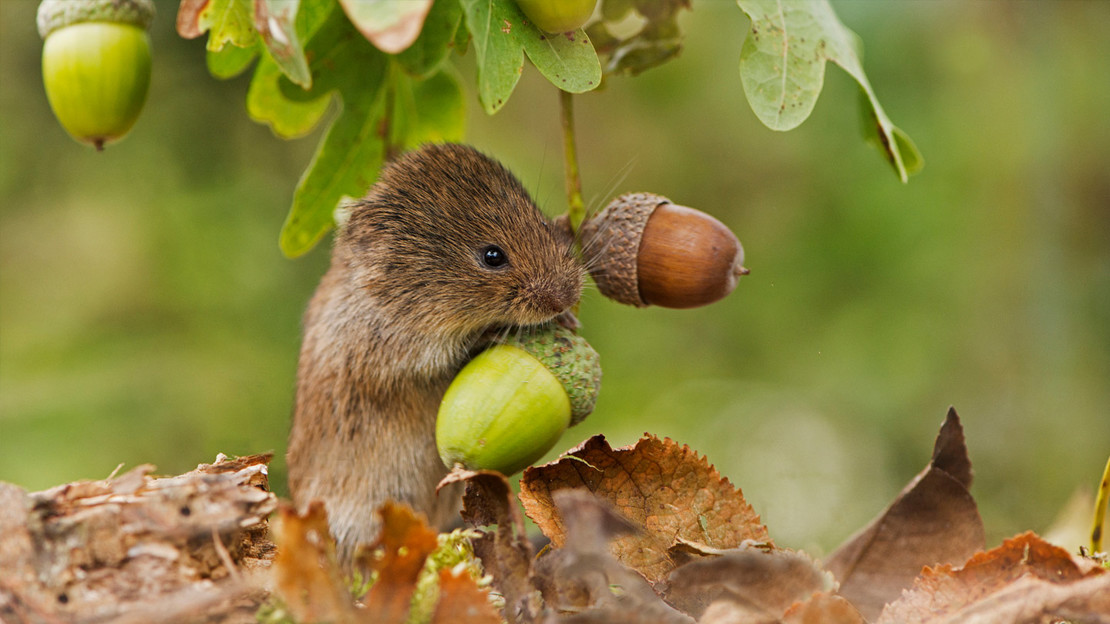 Field vole with acorns Field vole with acorns