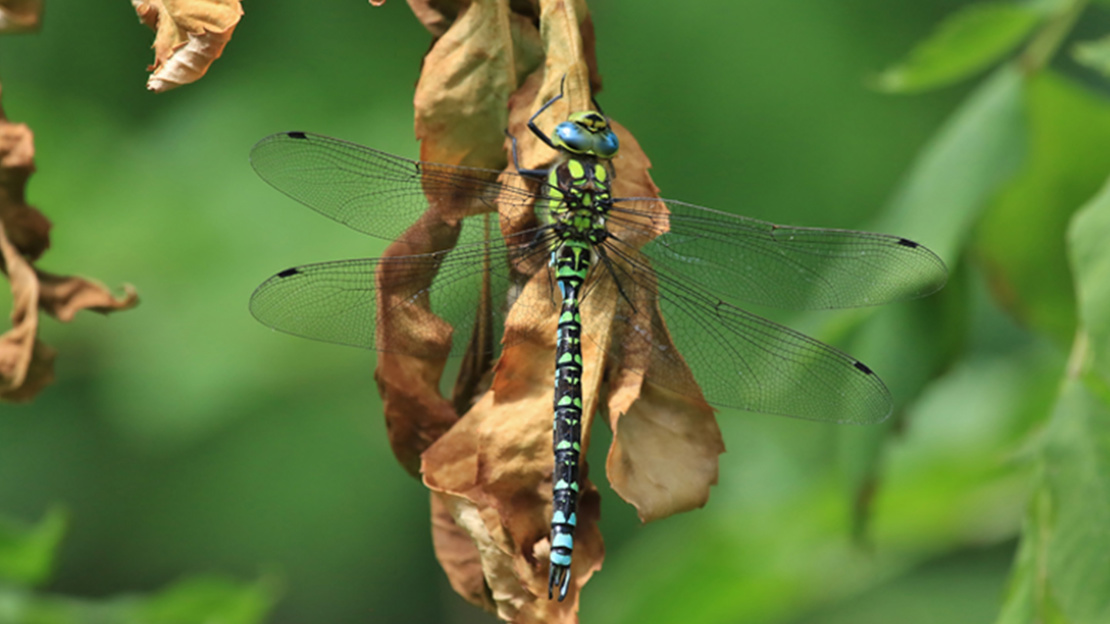 Southern Hawker Dragonfly