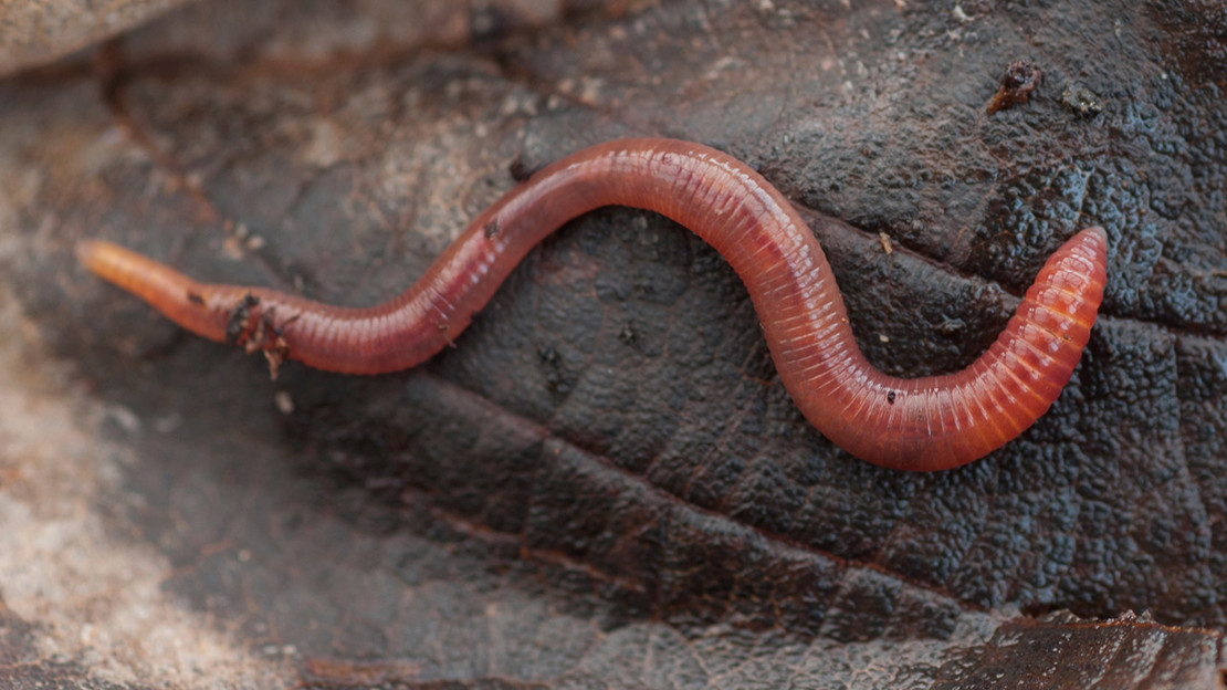 Earth worm on a brown leaf